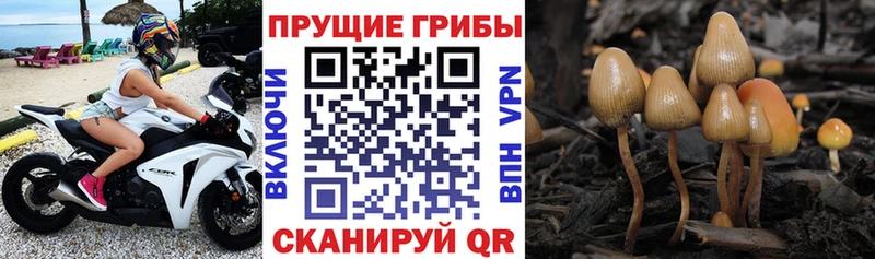 Галлюциногенные грибы MAGIC MUSHROOMS  Купить где  Курчатов 